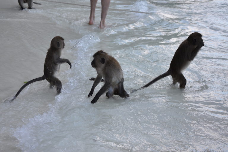 half-day-trip-with-sunset-koh-phi-phi-monkey-beach